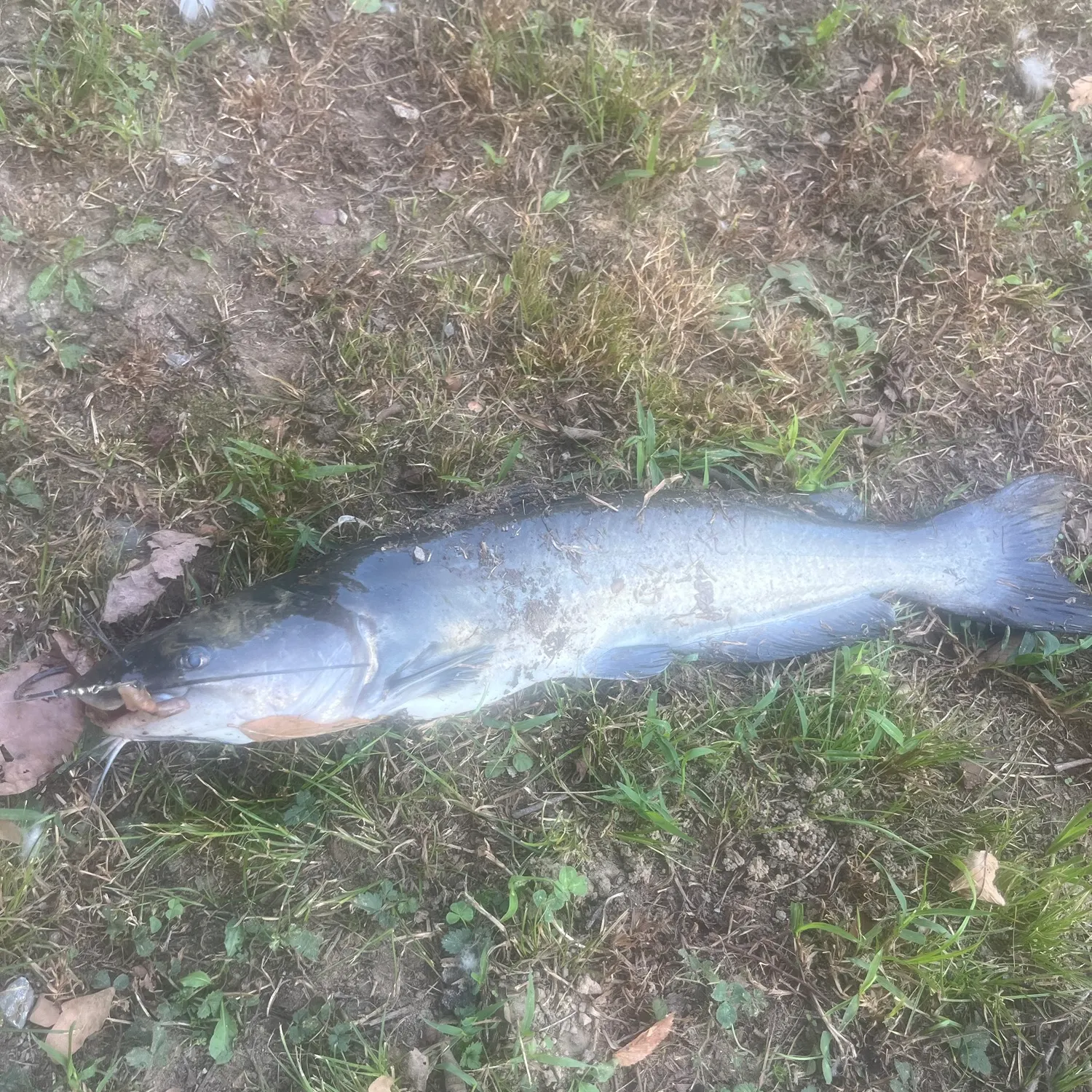 White bullhead caught on Fishbrain