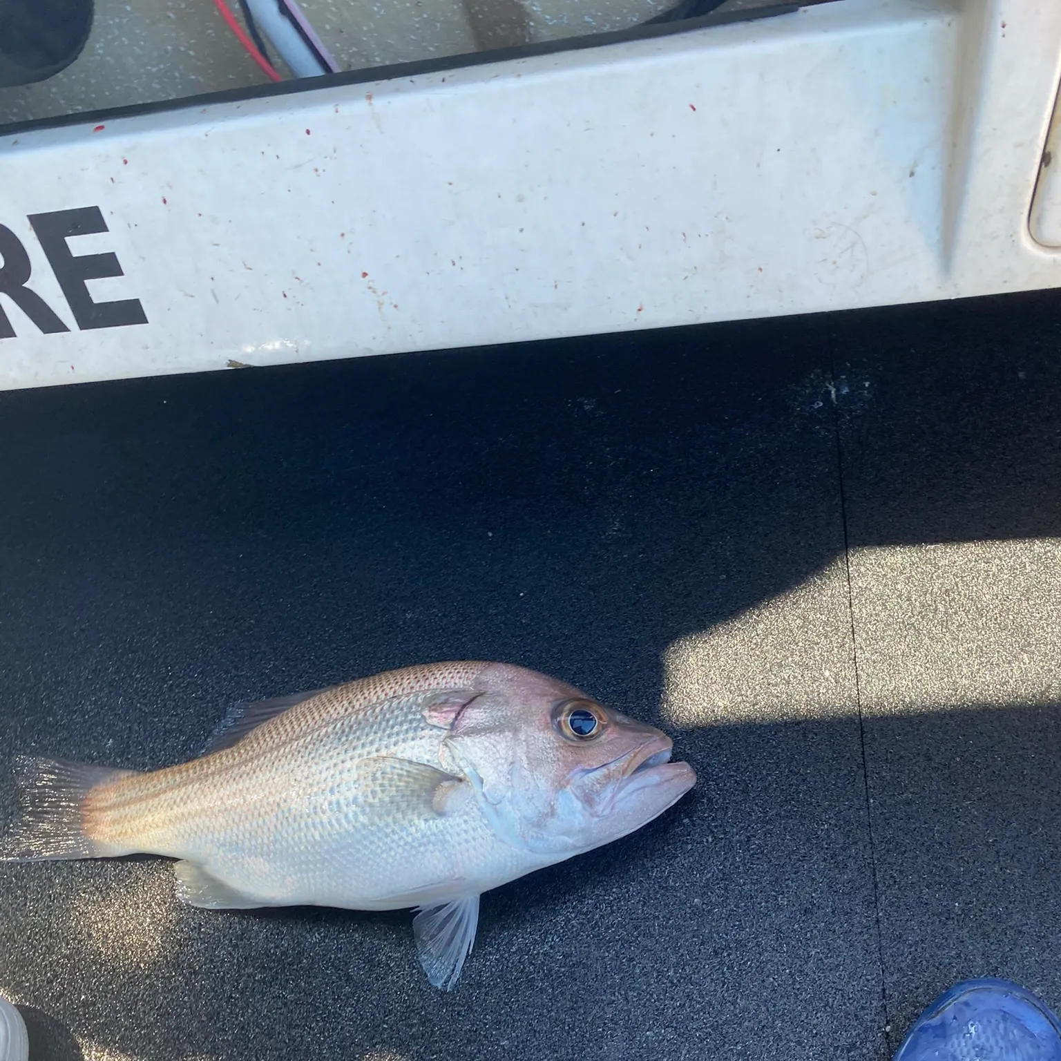 The most recent Pearl perch catches on Fishbrain