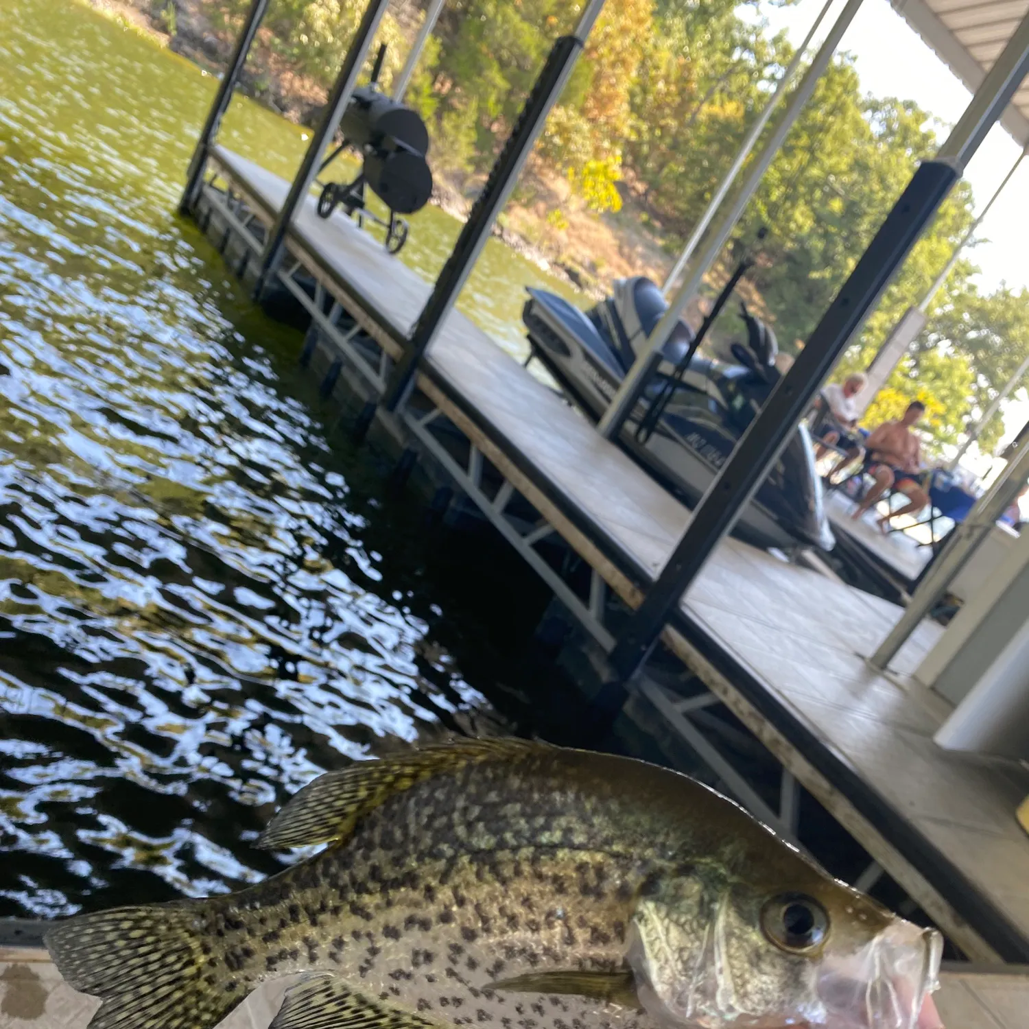 Black crappie caught on Fishbrain