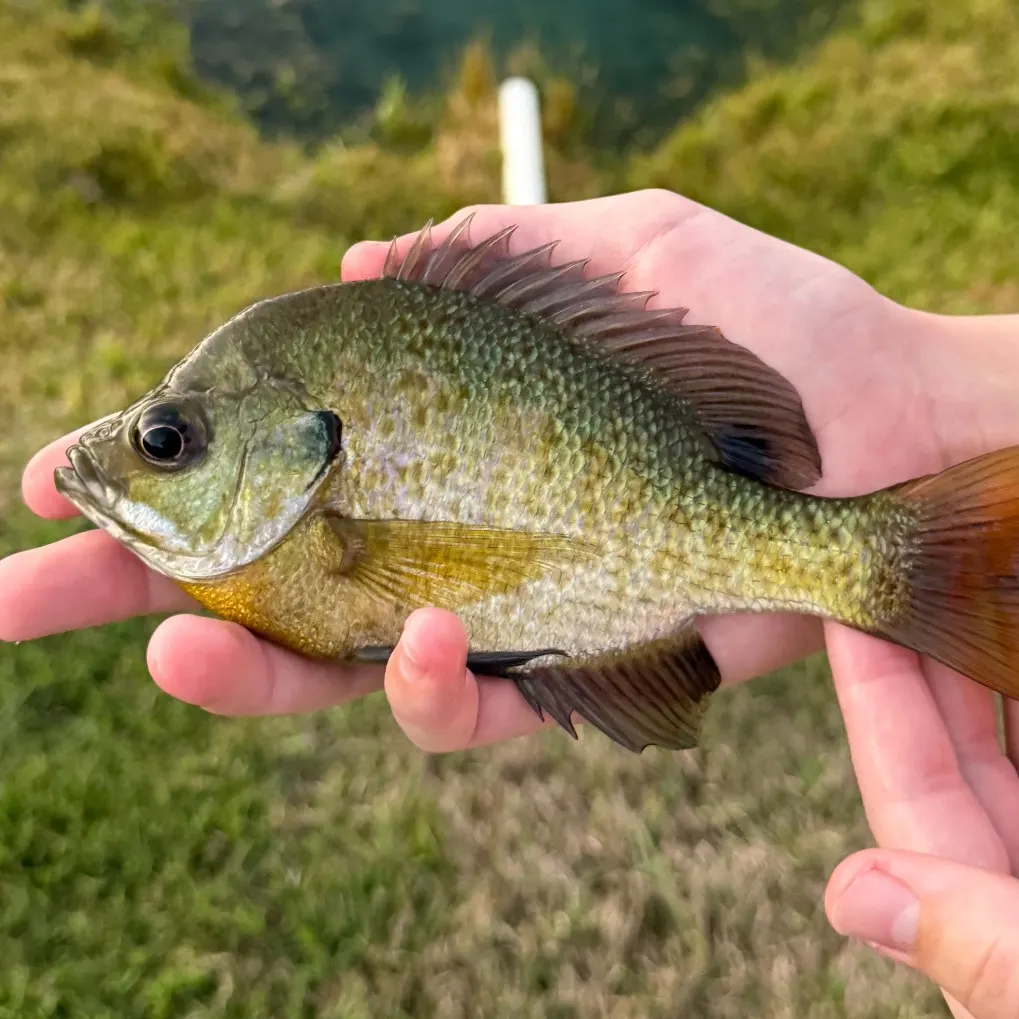 Bluegill caught on Fishbrain