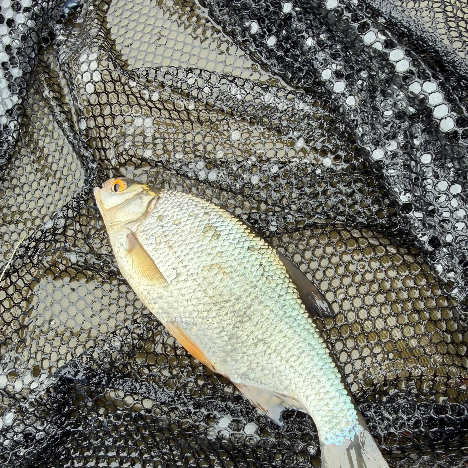 Common roach caught on Fishbrain