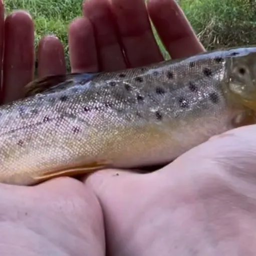 Sea trout caught on Fishbrain