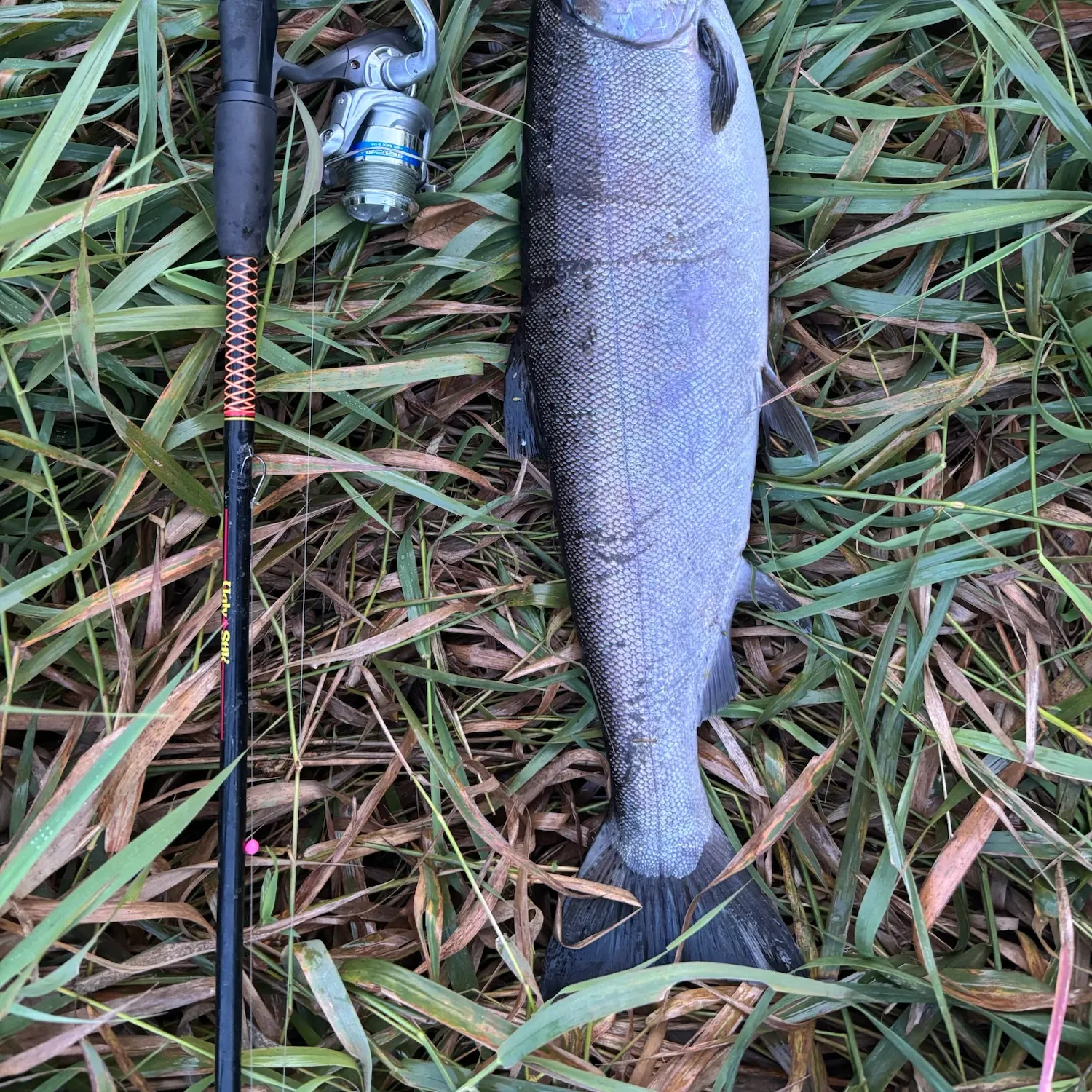 Coho salmon caught on Fishbrain