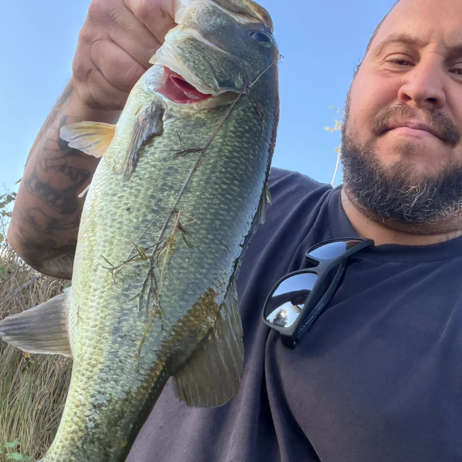 Largemouth bass caught on Fishbrain