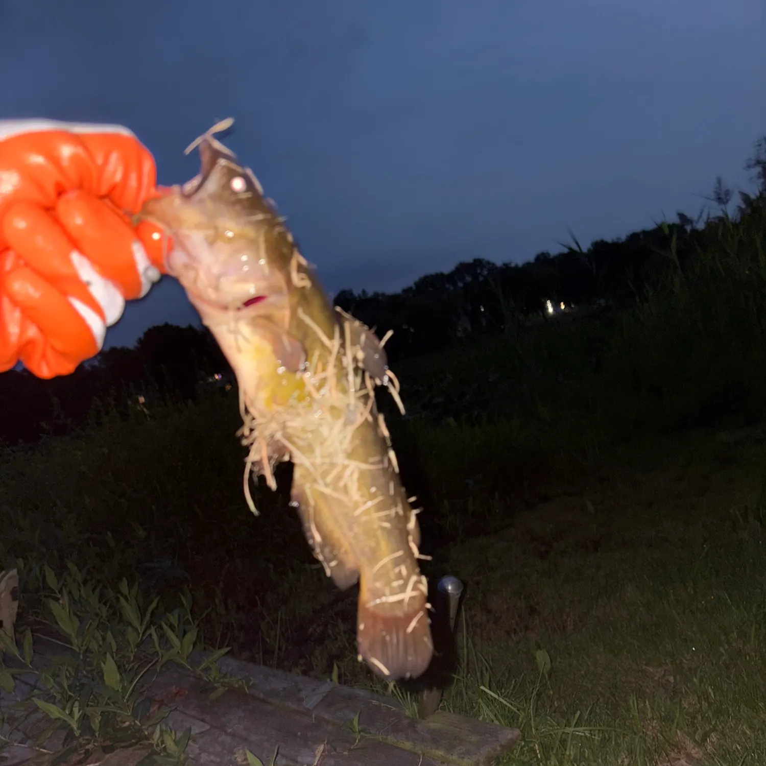 Yellow bullhead caught on Fishbrain