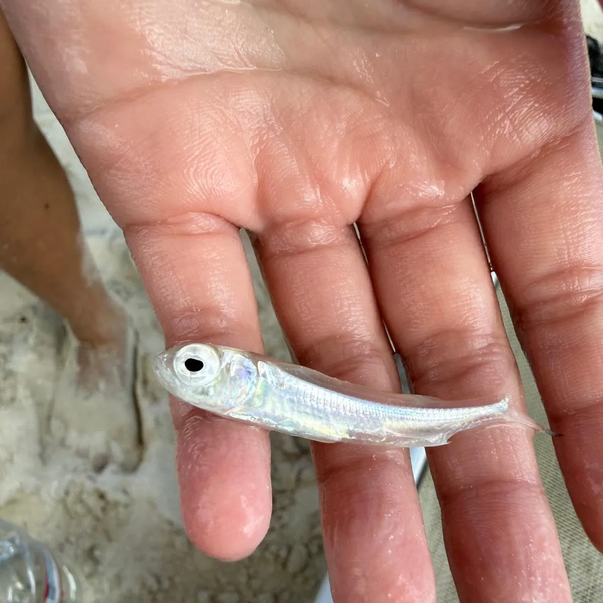 The most recent Hardhead silverside catches on Fishbrain