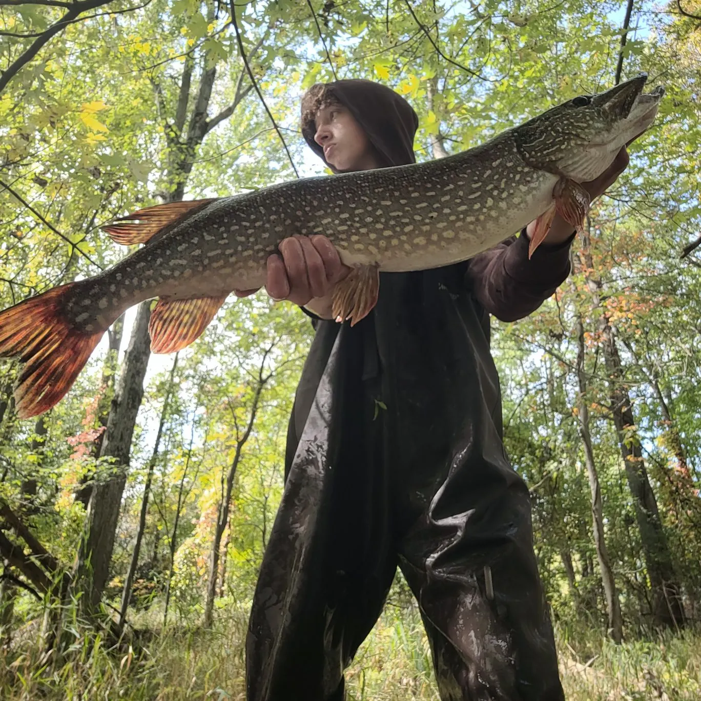 Northern pike caught on Fishbrain