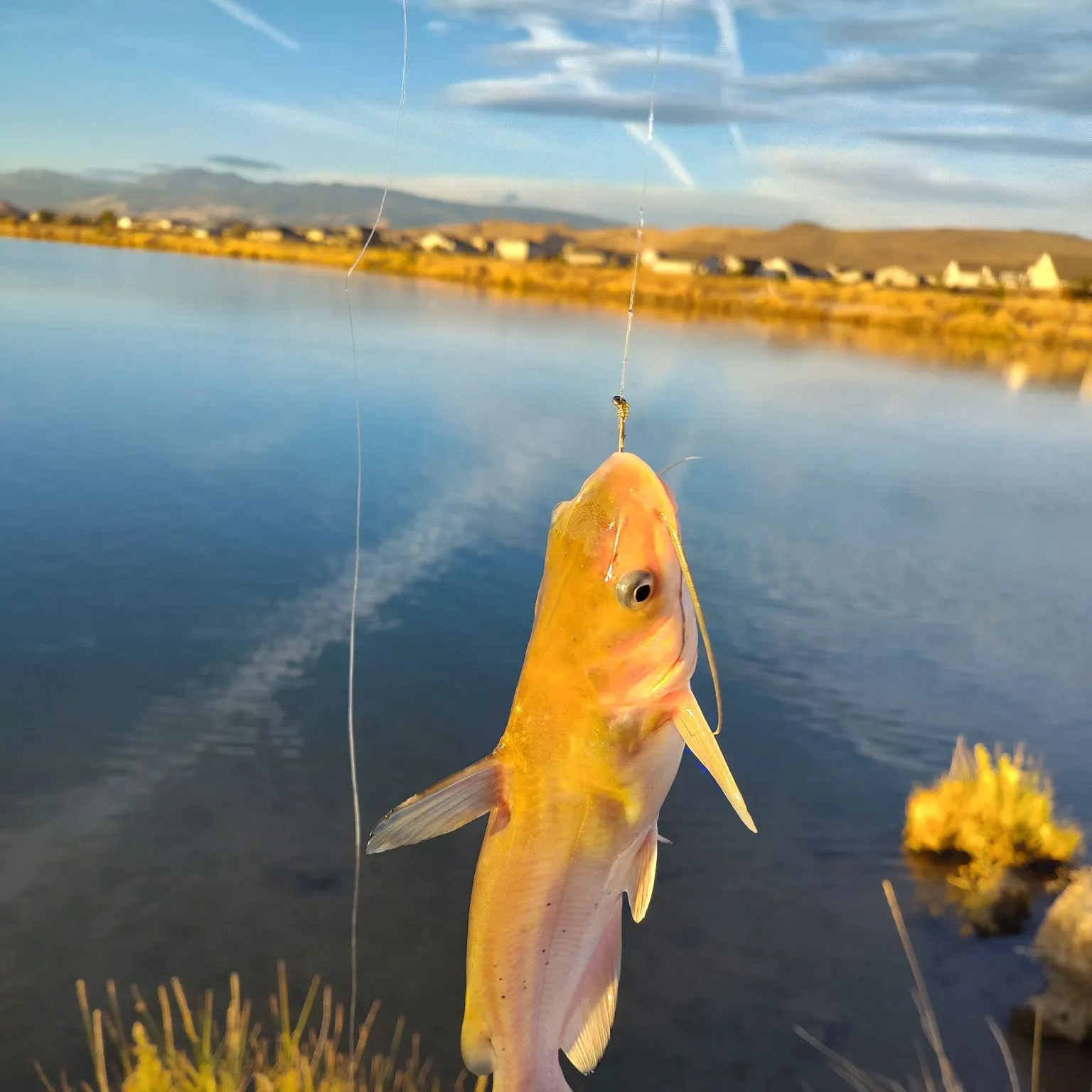 Channel catfish caught on Fishbrain