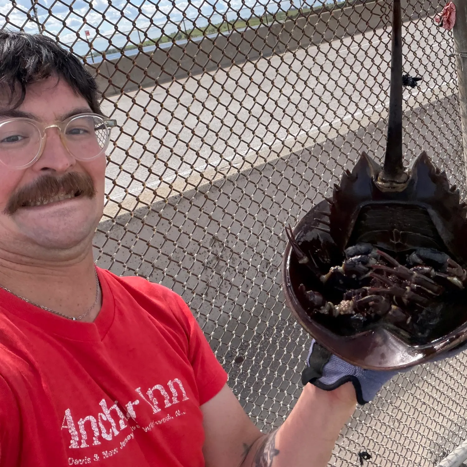 The most recent Atlantic horseshoe crab catches on Fishbrain