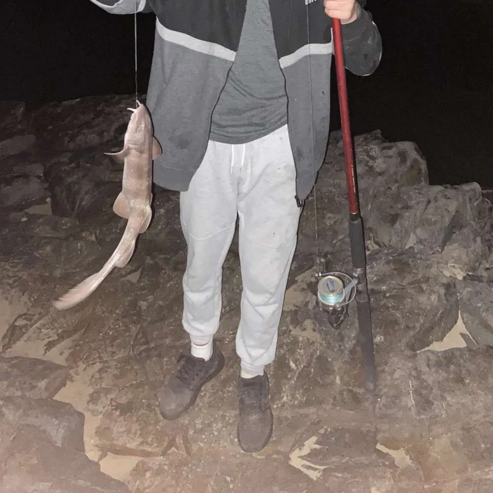 The most recent Gulf wobbegong catches on Fishbrain