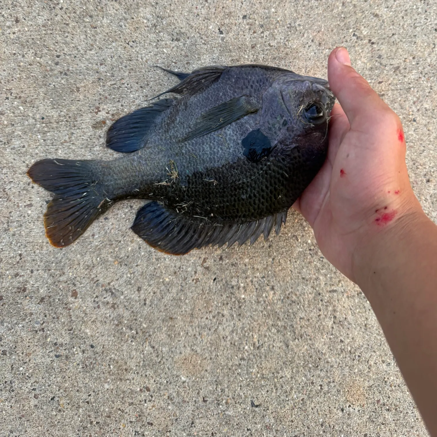 Fish caught on Fishbrain