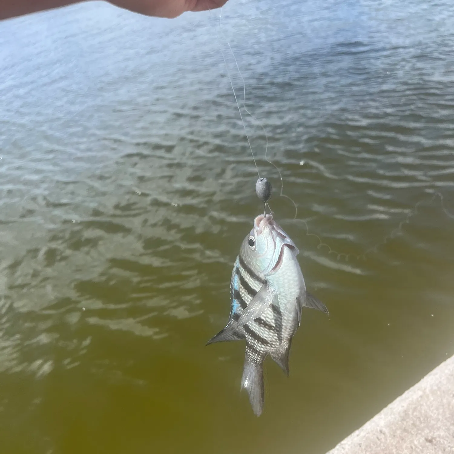 Sheepshead caught on Fishbrain