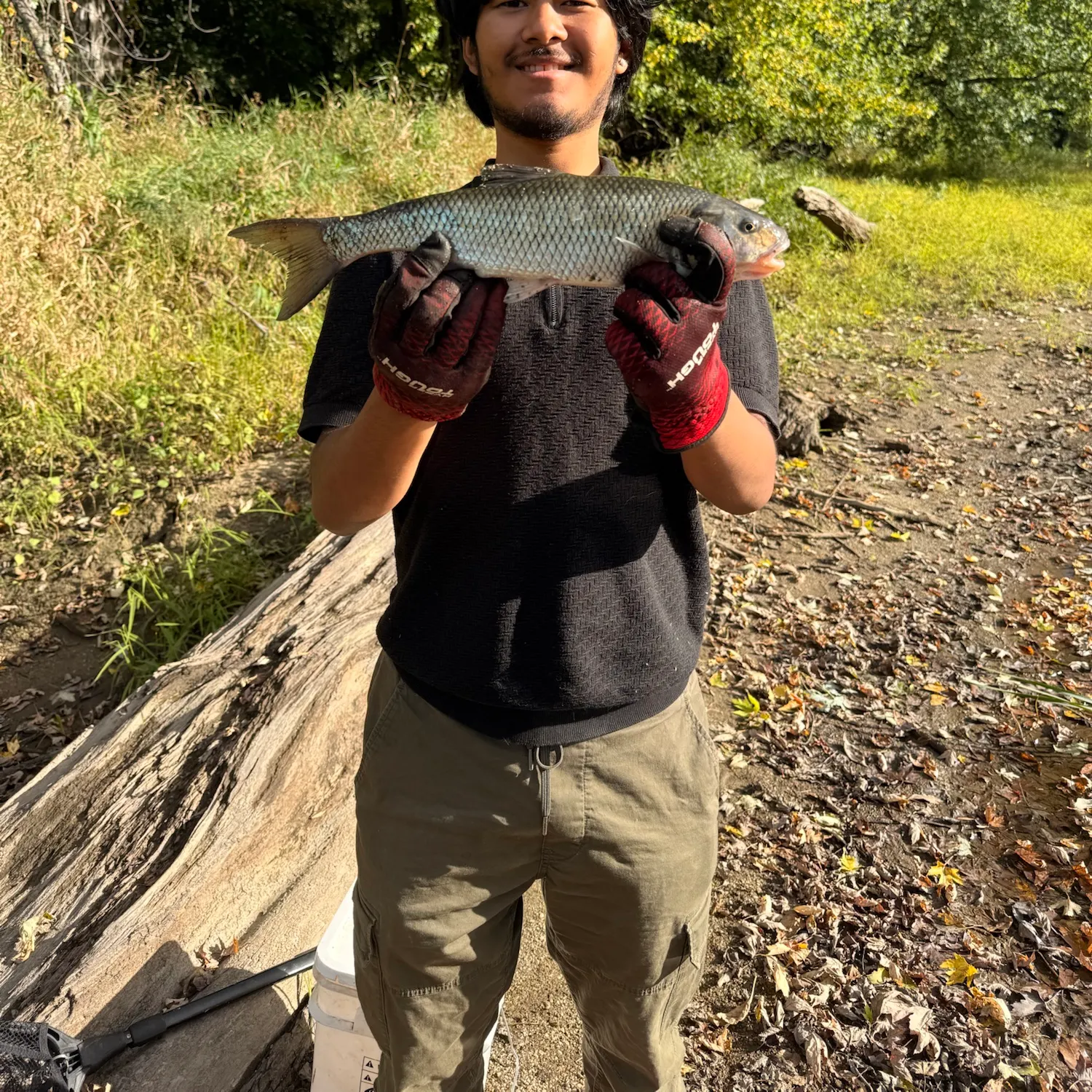 Fallfish caught on Fishbrain