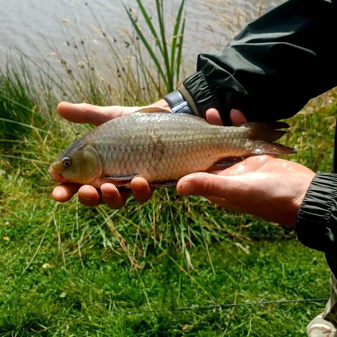 The most recent Crucian carp catches on Fishbrain