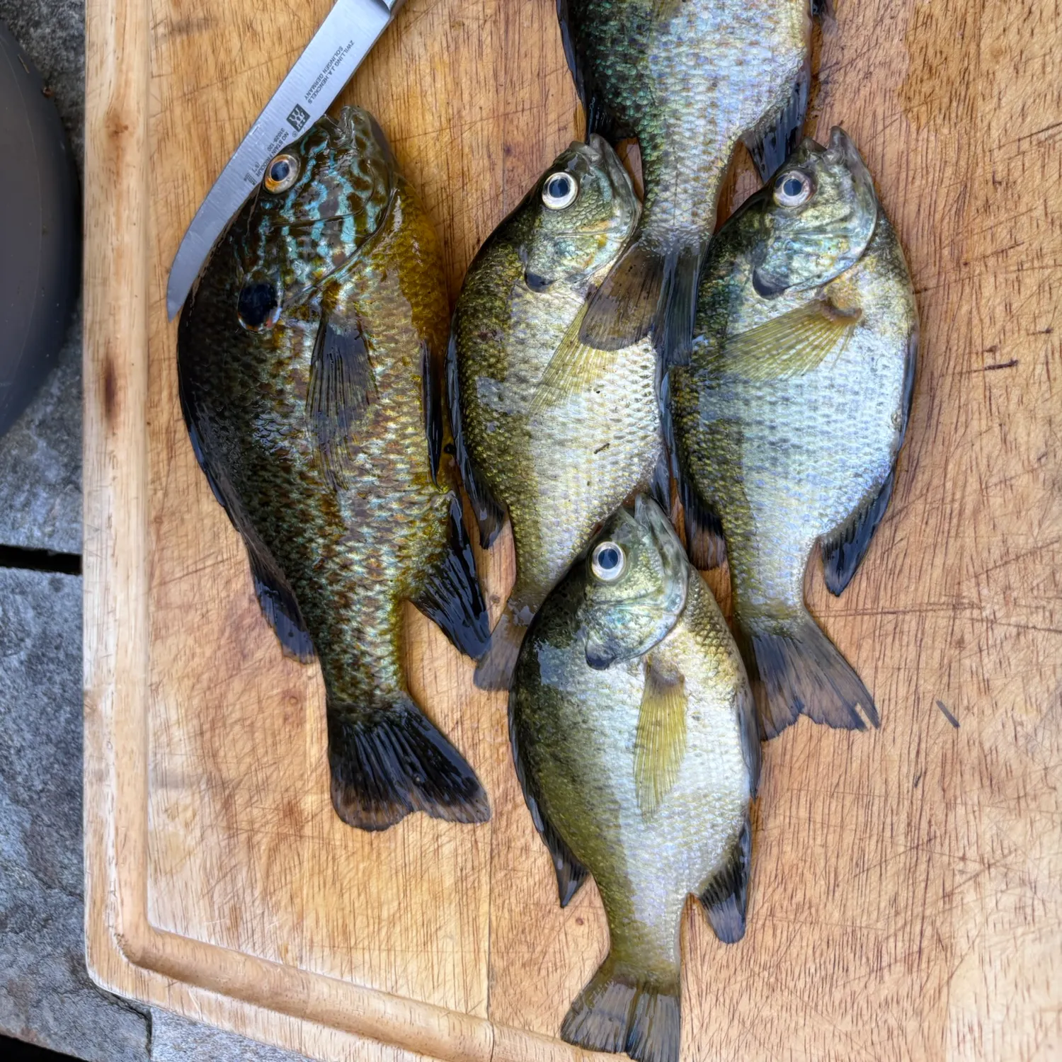 recently logged catches