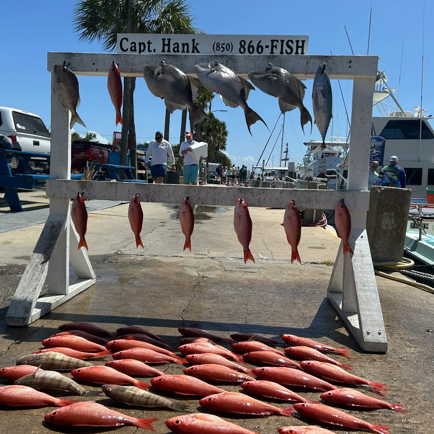 The most recent Grey triggerfish catches on Fishbrain