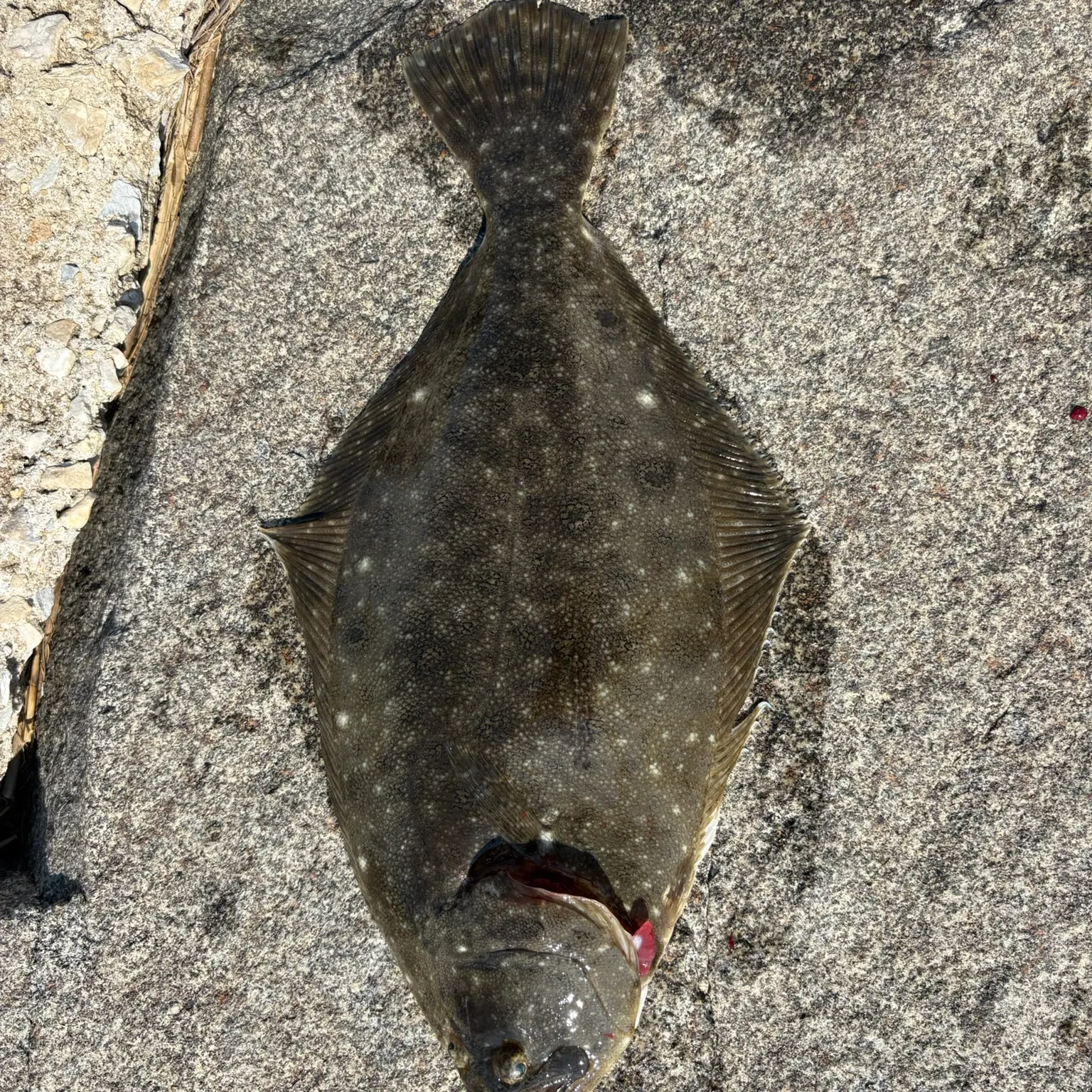 The most recent Summer flounder catches on Fishbrain