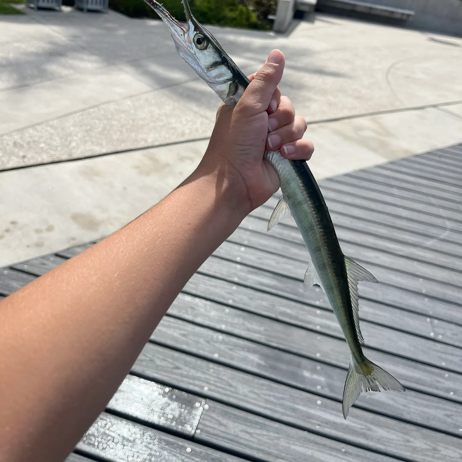 The most recent Hound needlefish catches on Fishbrain