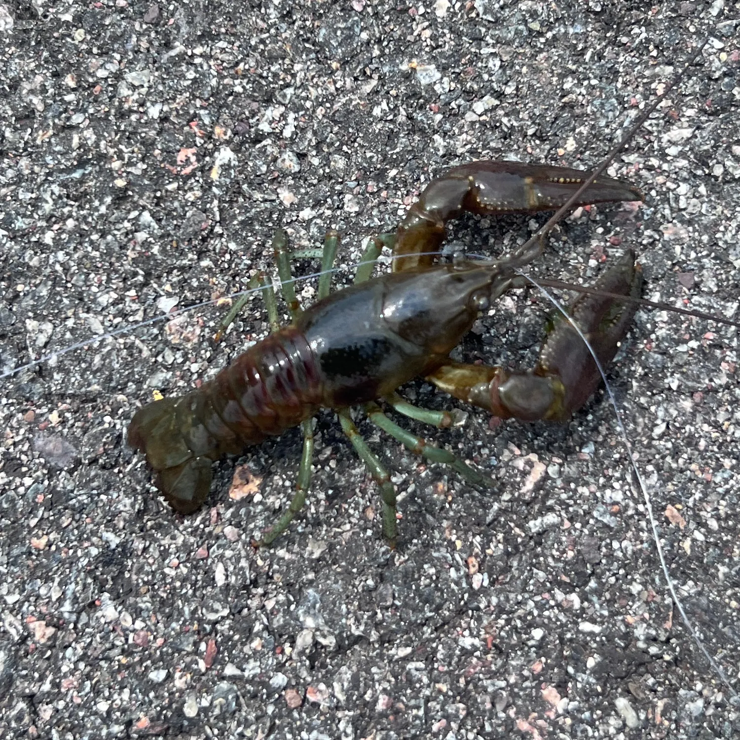 The most recent Virile crayfish catches on Fishbrain