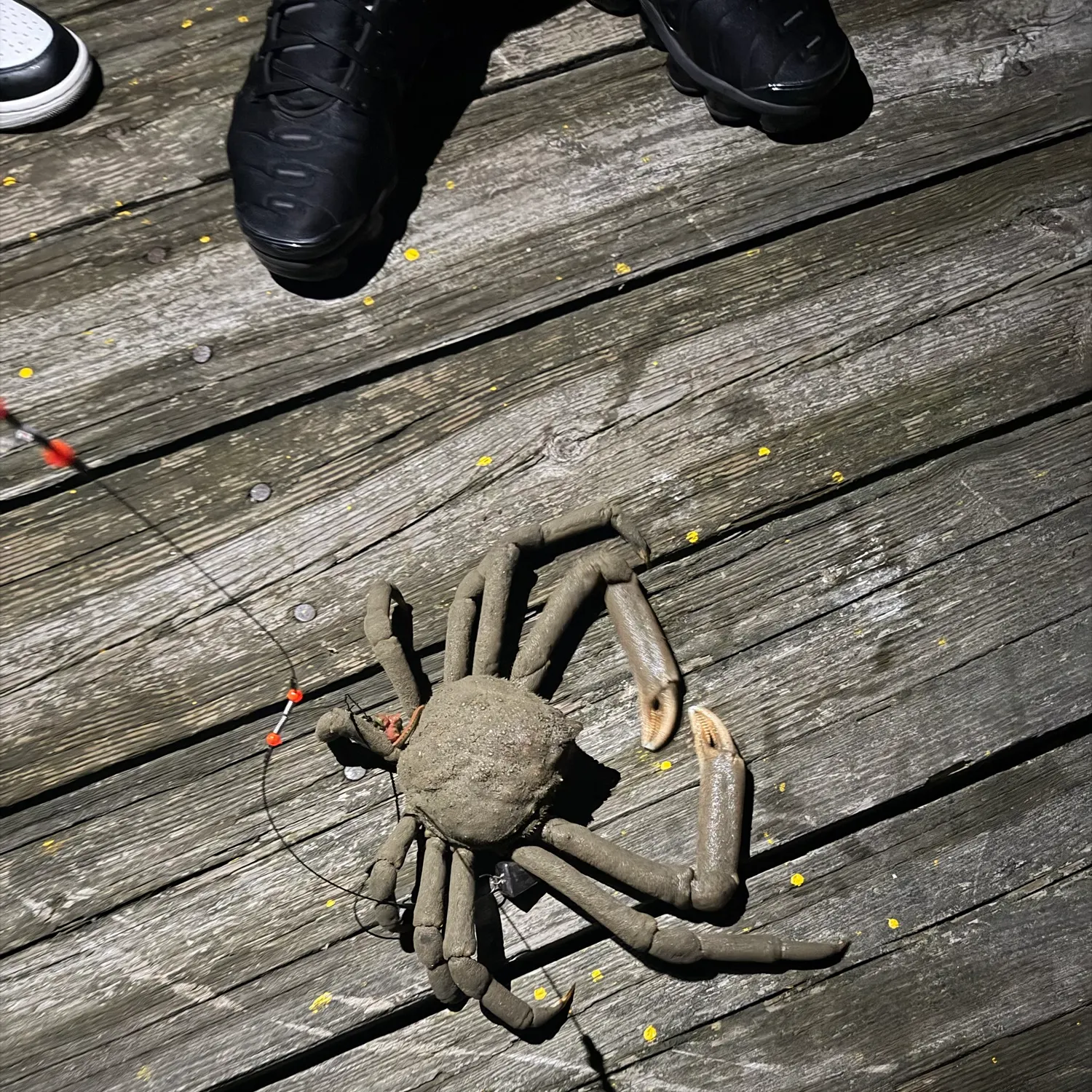 Green crab caught on Fishbrain