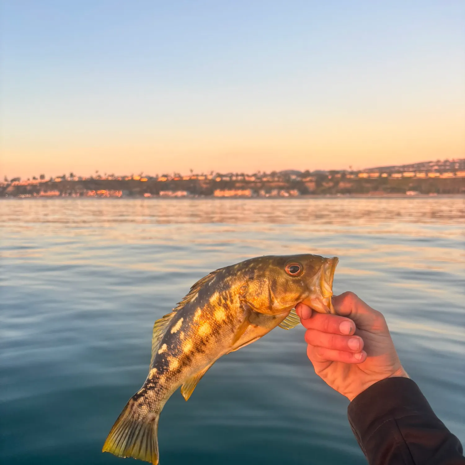 The most recent Kelp bass catches on Fishbrain