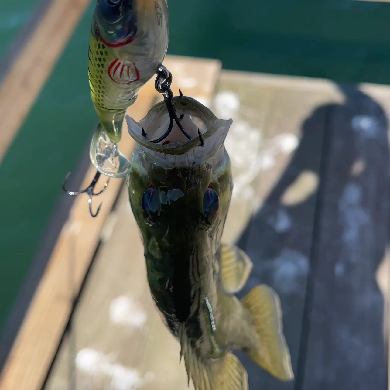 Rock bass caught on Fishbrain