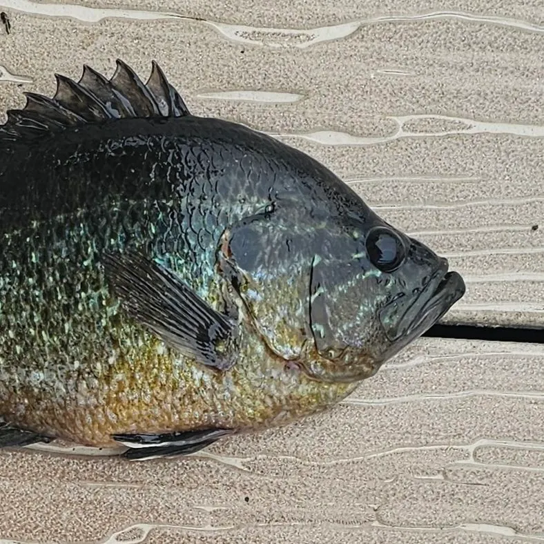 The most recent Warmouth x green sunfish catches on Fishbrain