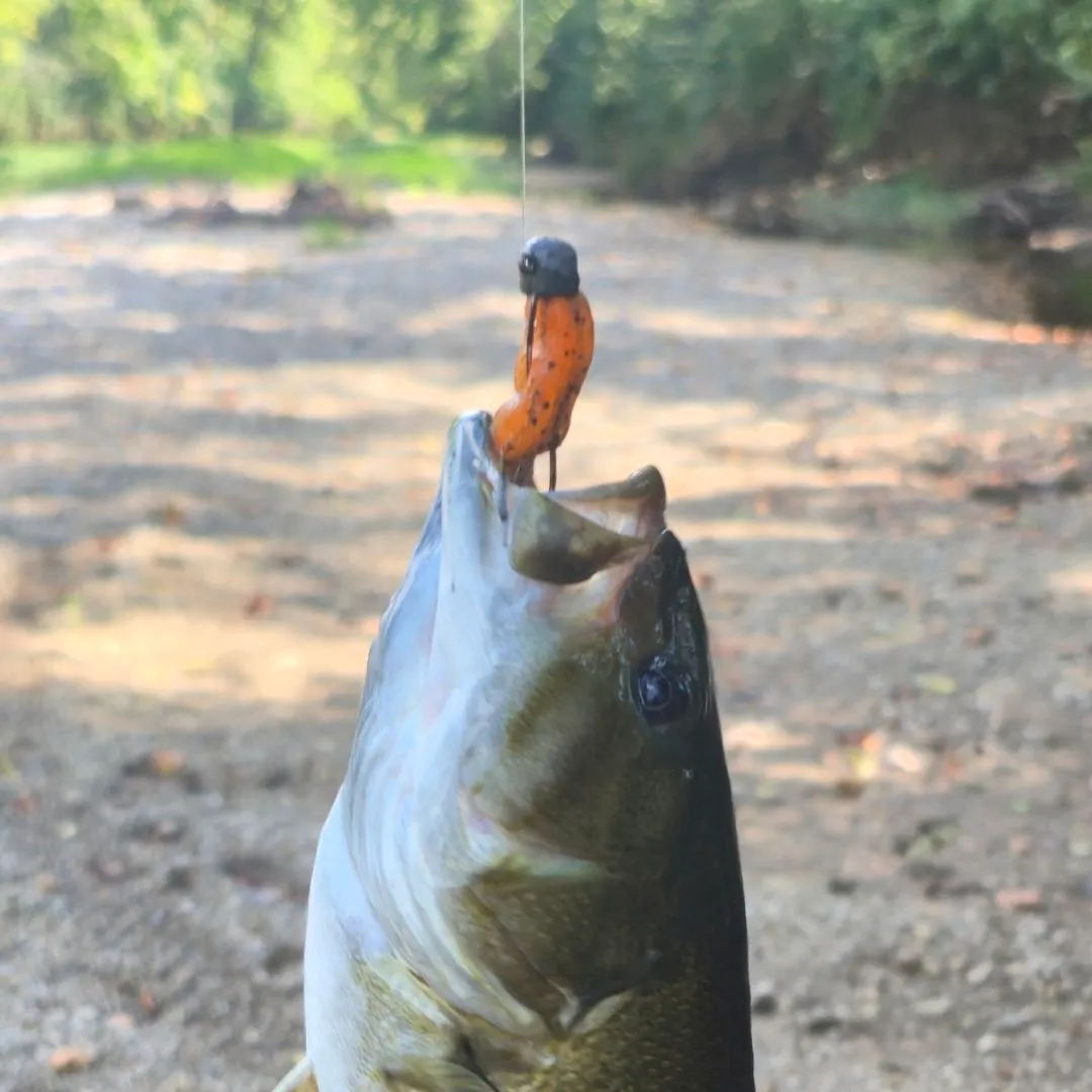 Smallmouth bass caught on Fishbrain