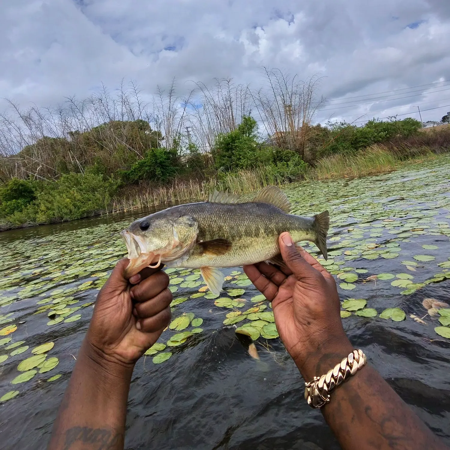 The most recent Largemouth bass catches on Fishbrain