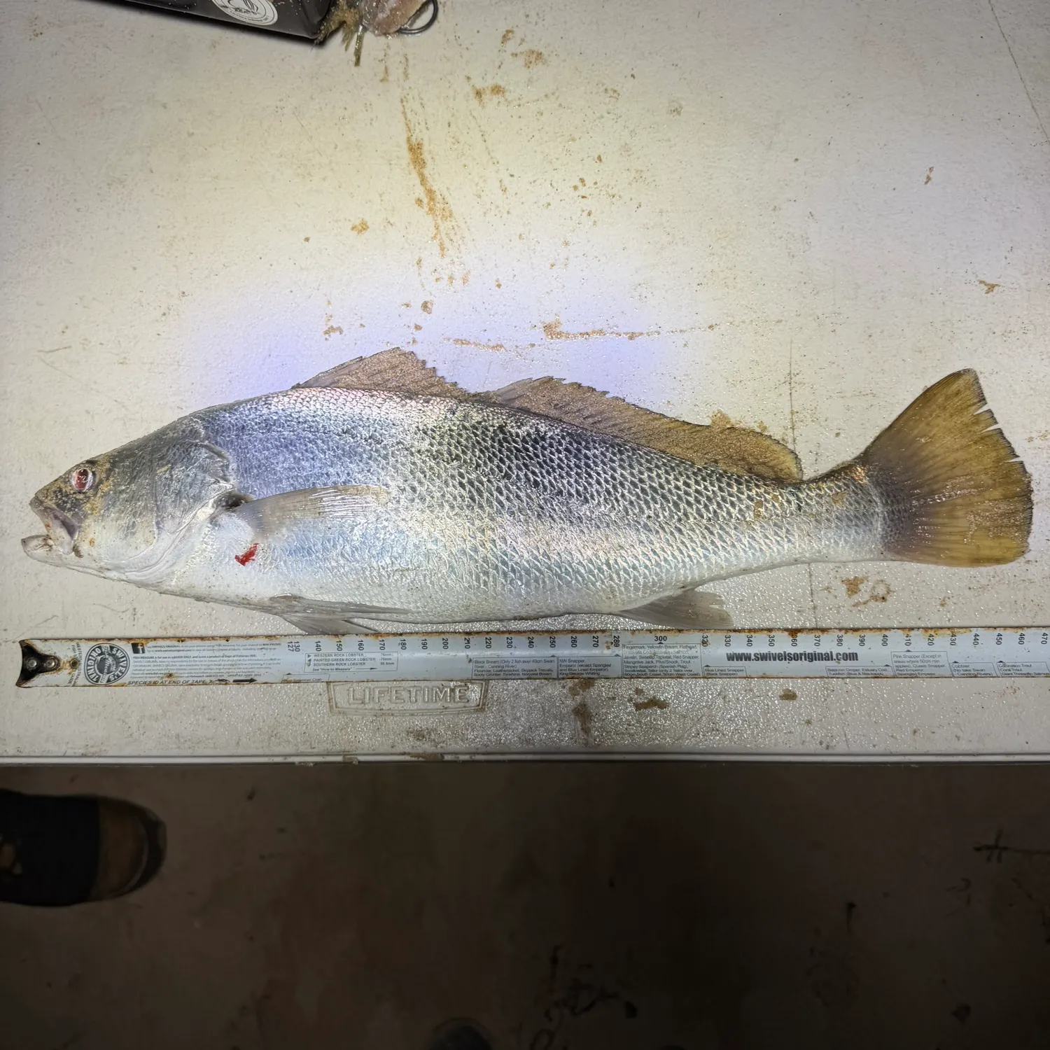 Japanese meagre caught on Fishbrain