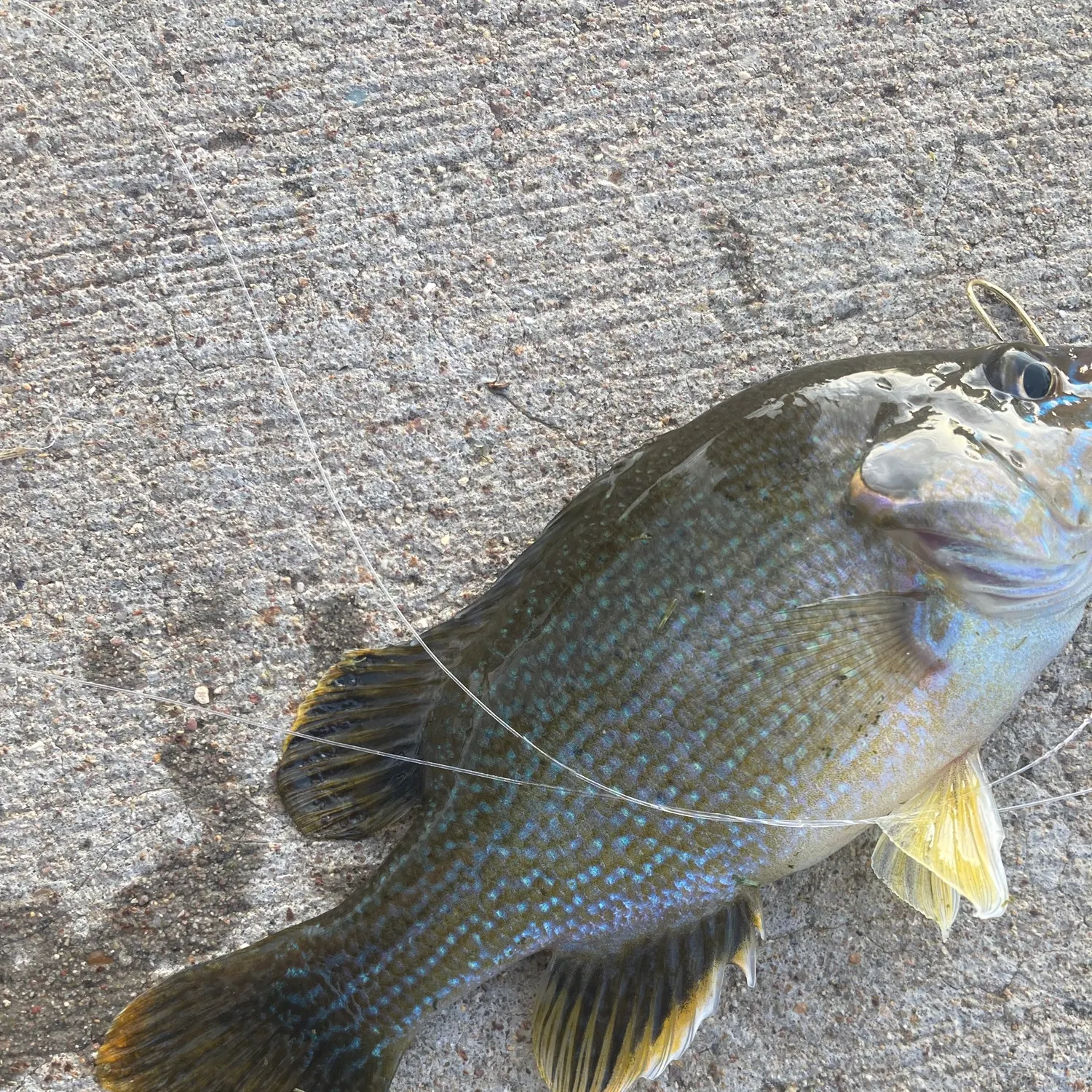 angler catch