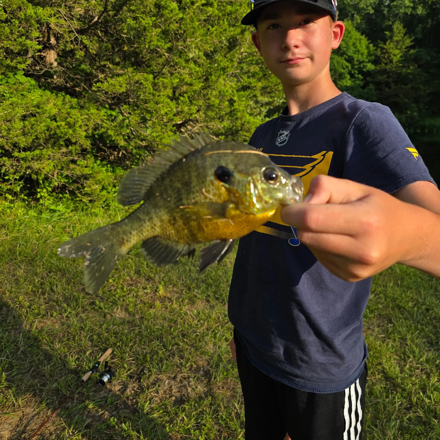 The most recent Bluegill x longear sunfish catches on Fishbrain