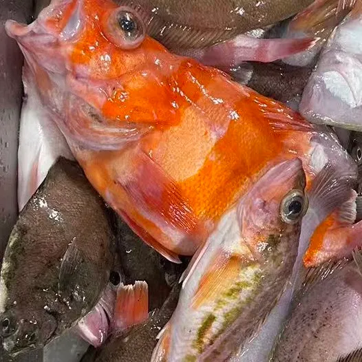 The most recent Redbanded rockfish catches on Fishbrain