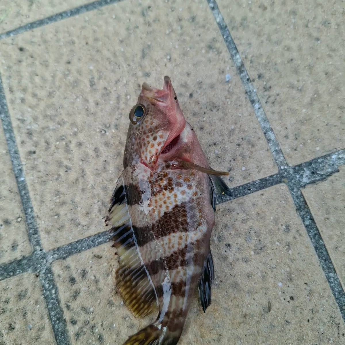 The most recent Orange-spotted grouper catches on Fishbrain