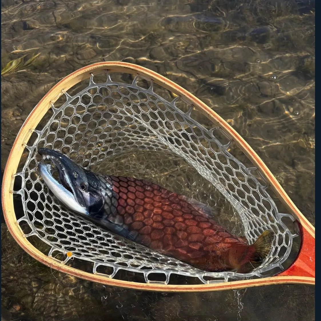 Sockeye salmon caught on Fishbrain