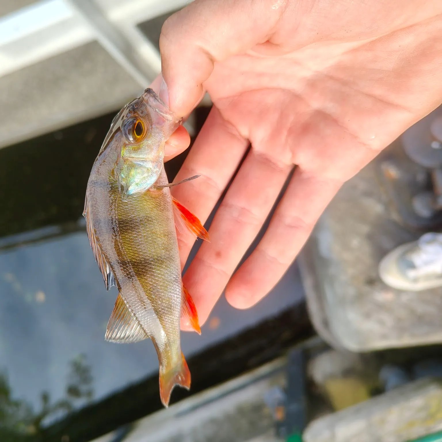 European perch caught on Fishbrain