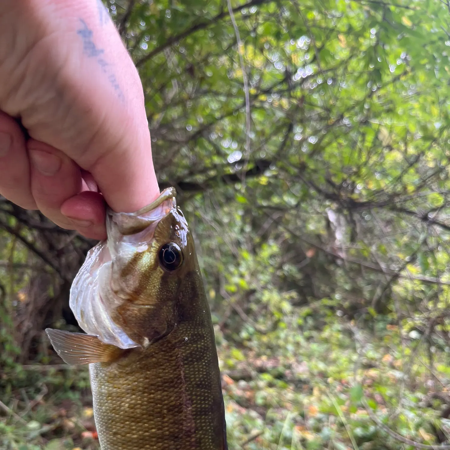 Smallmouth bass caught on Fishbrain