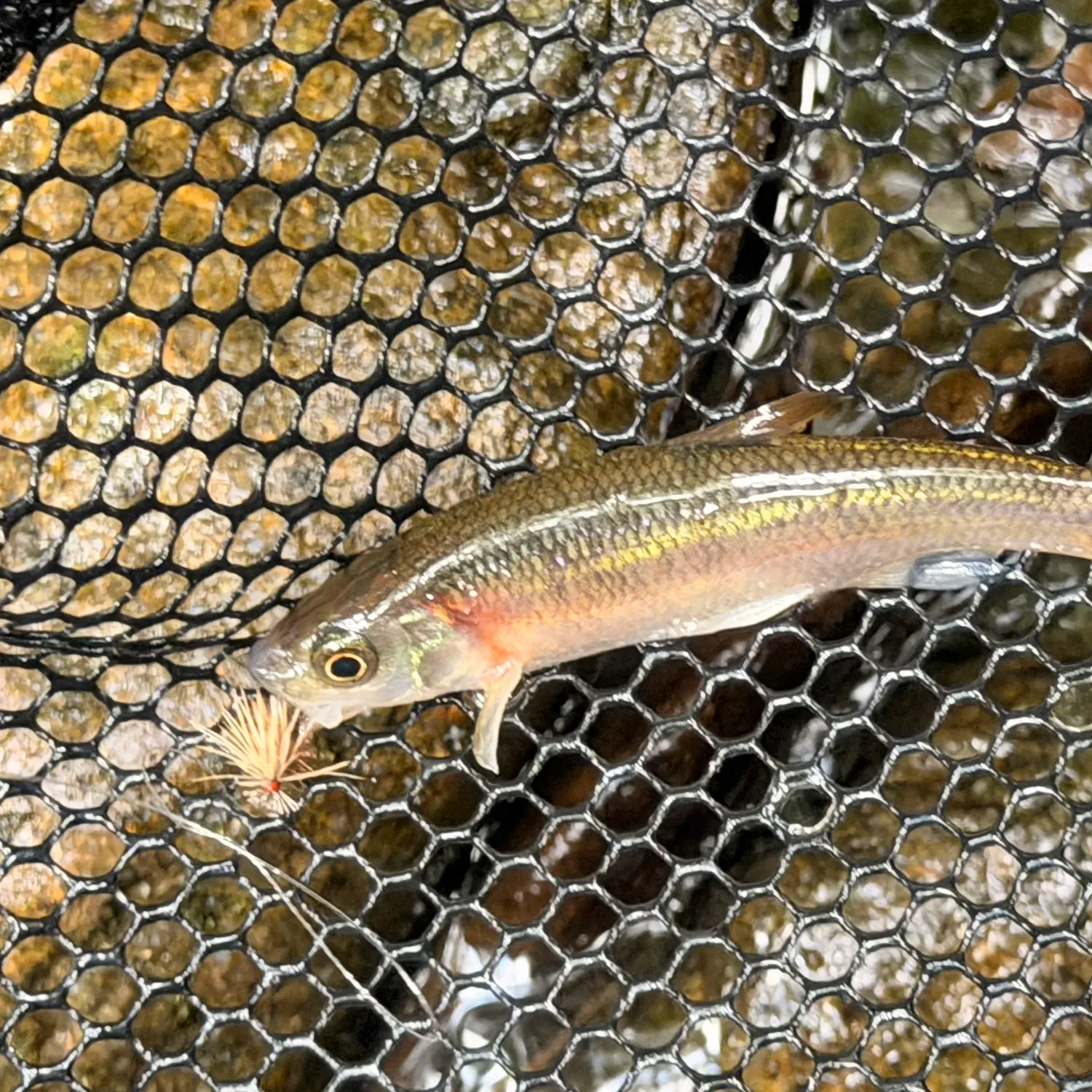 Rosyside dace caught on Fishbrain