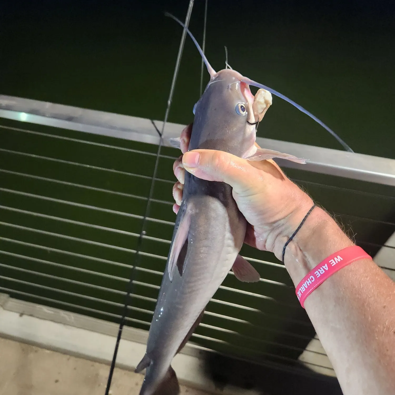 Channel catfish caught on Fishbrain