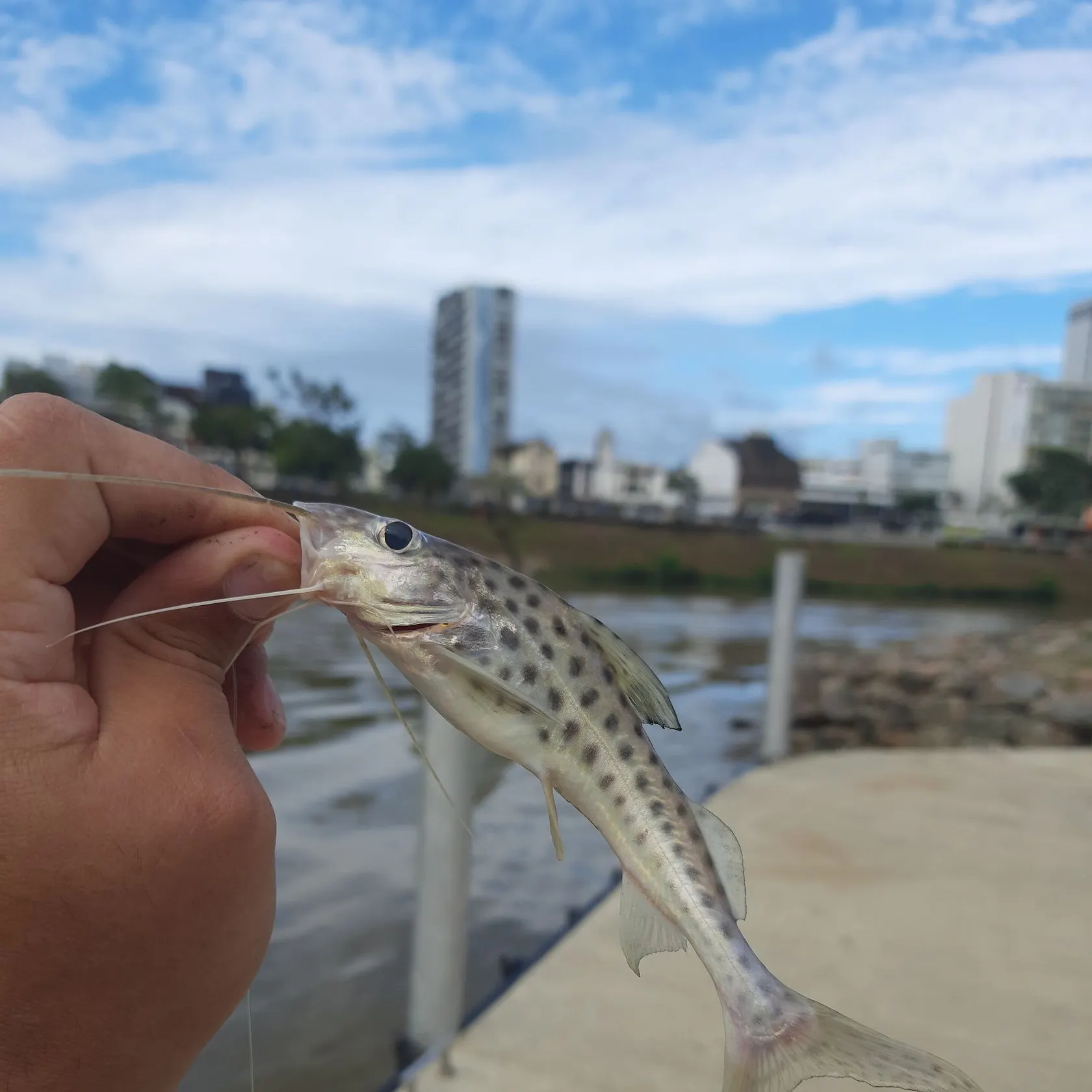 The most recent Spotted pimelodus catches on Fishbrain