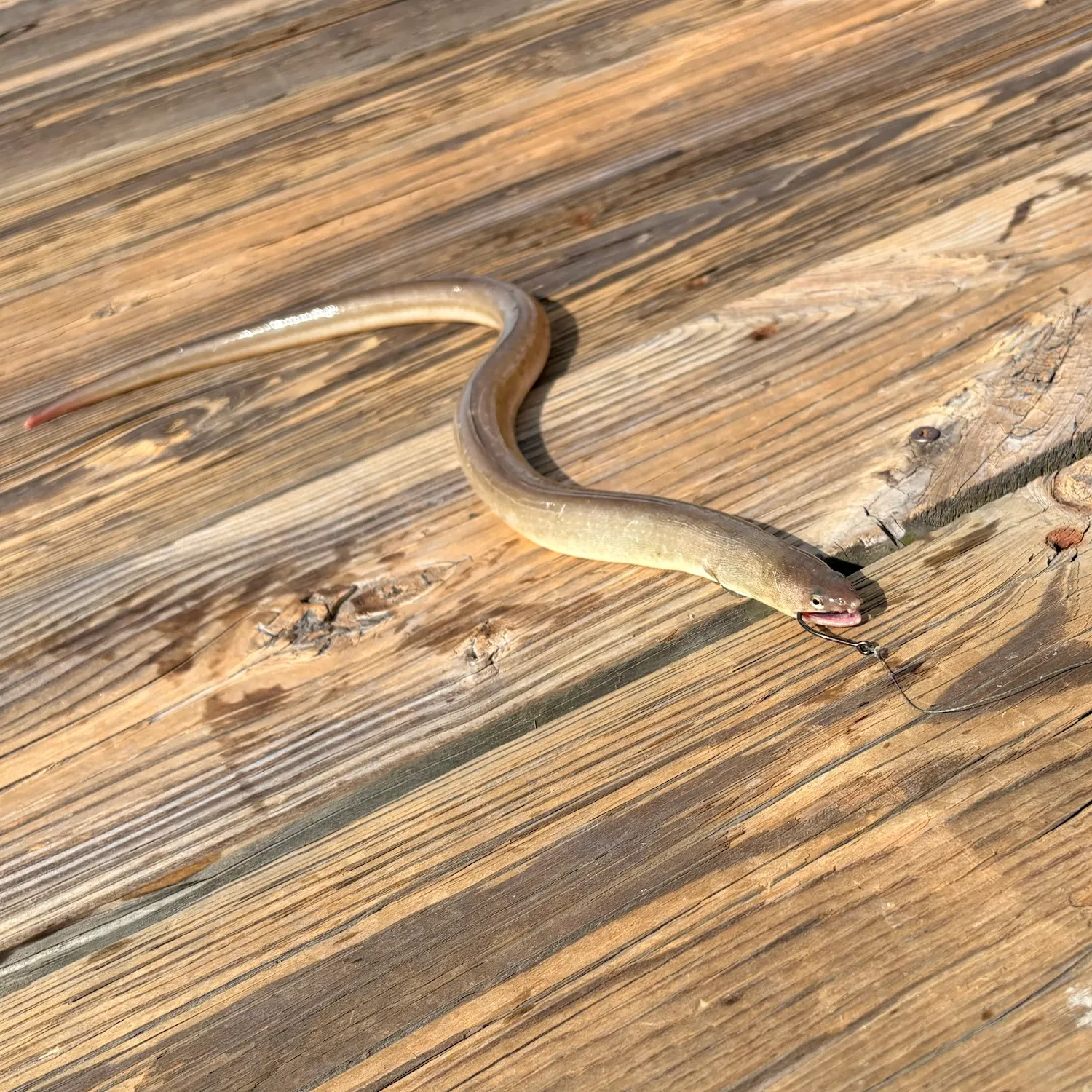 American eel caught on Fishbrain
