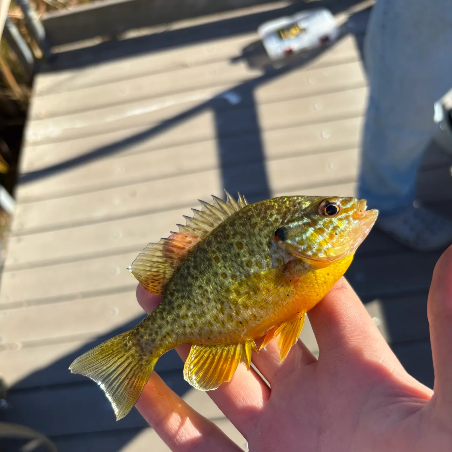 Pumpkinseed caught on Fishbrain