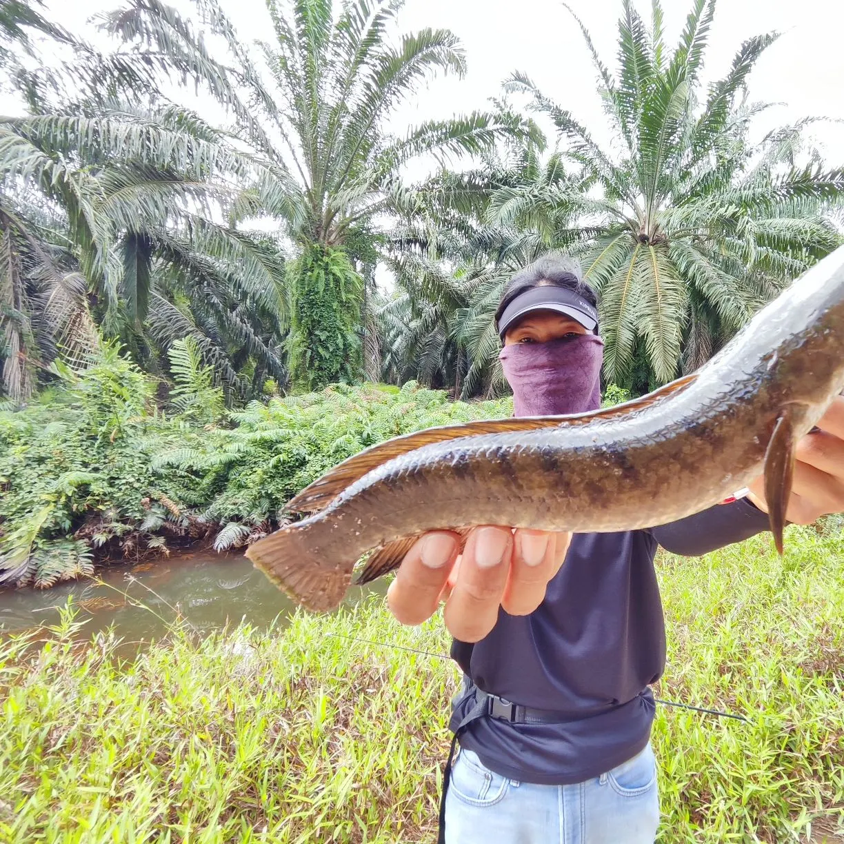 The most recent Striped snakehead catches on Fishbrain