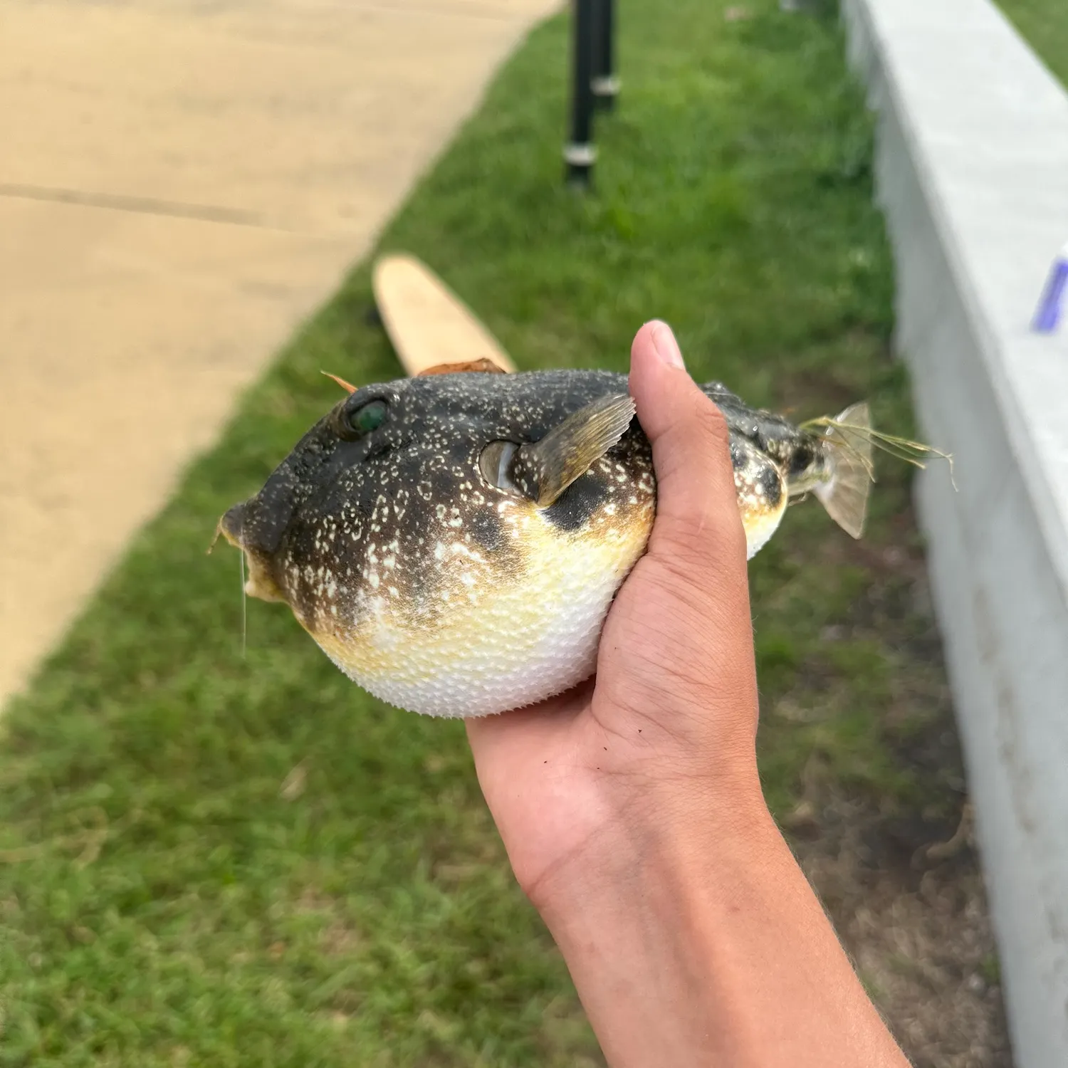The most recent Southern puffer catches on Fishbrain