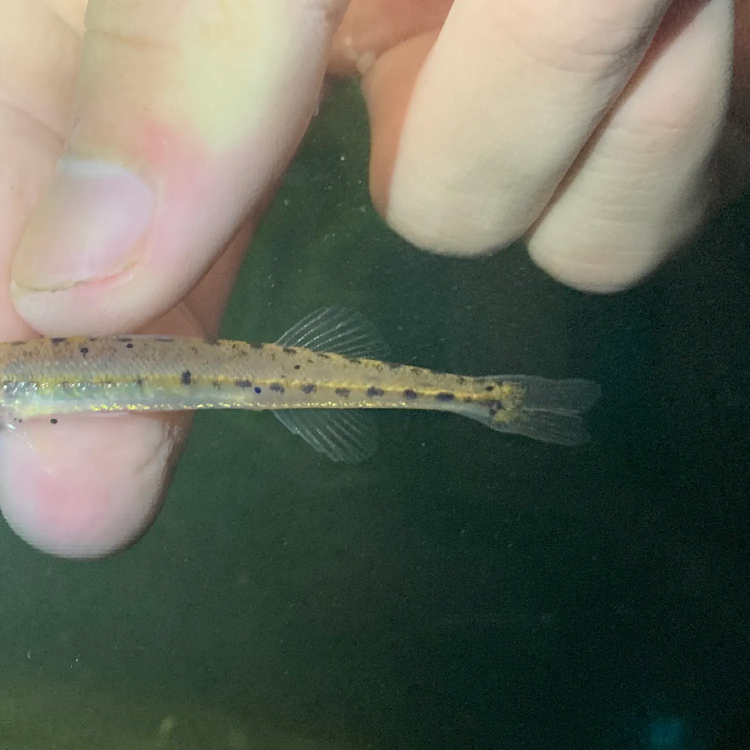 The most recent Eastern sand darter catches on Fishbrain