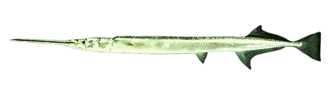 Banded needlefish
