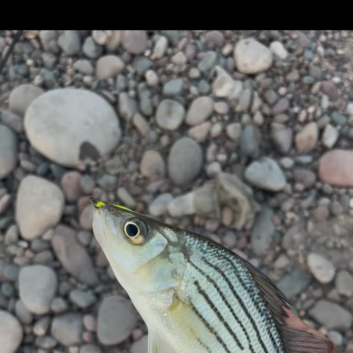 Yellow bass caught on Fishbrain