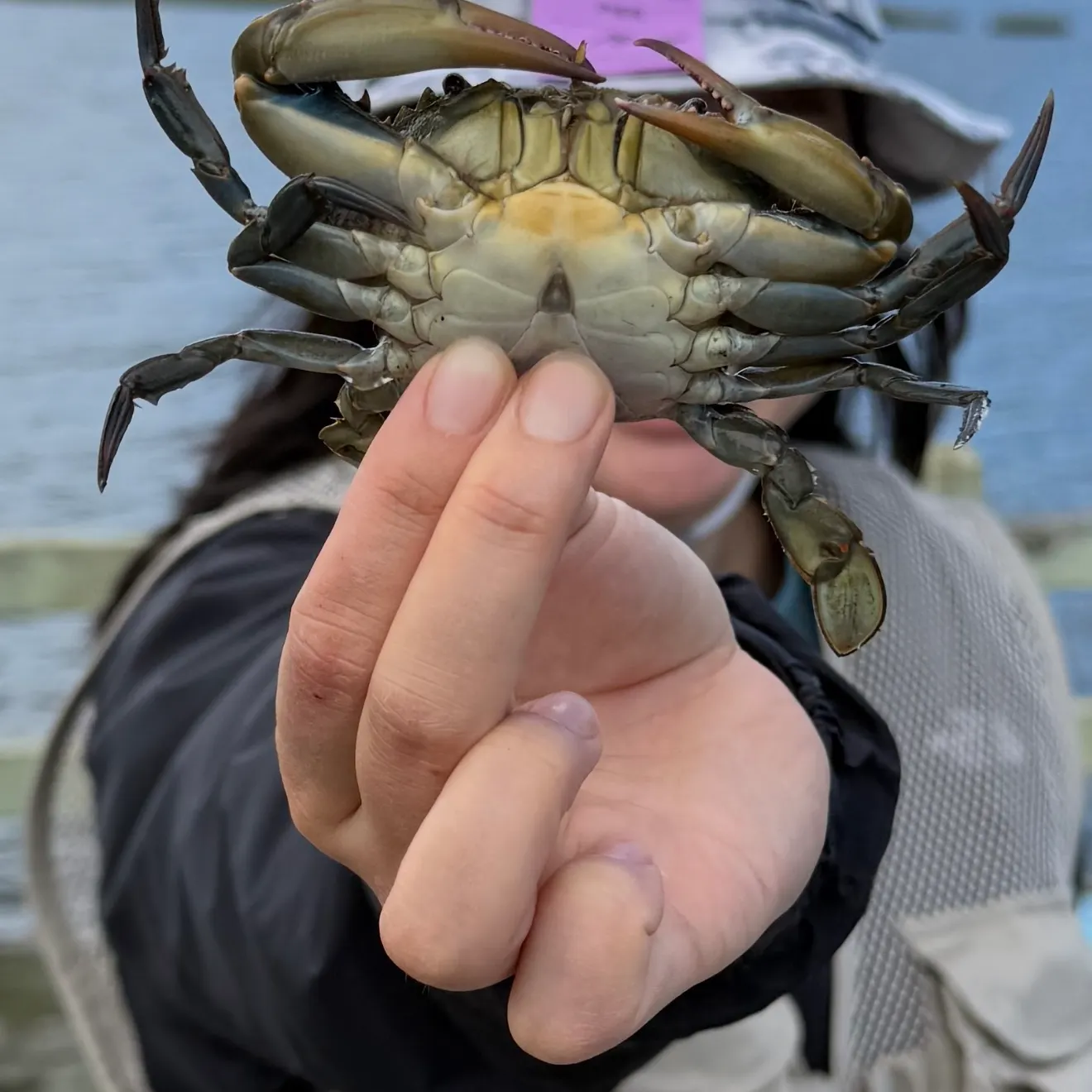 Blue crab caught on Fishbrain