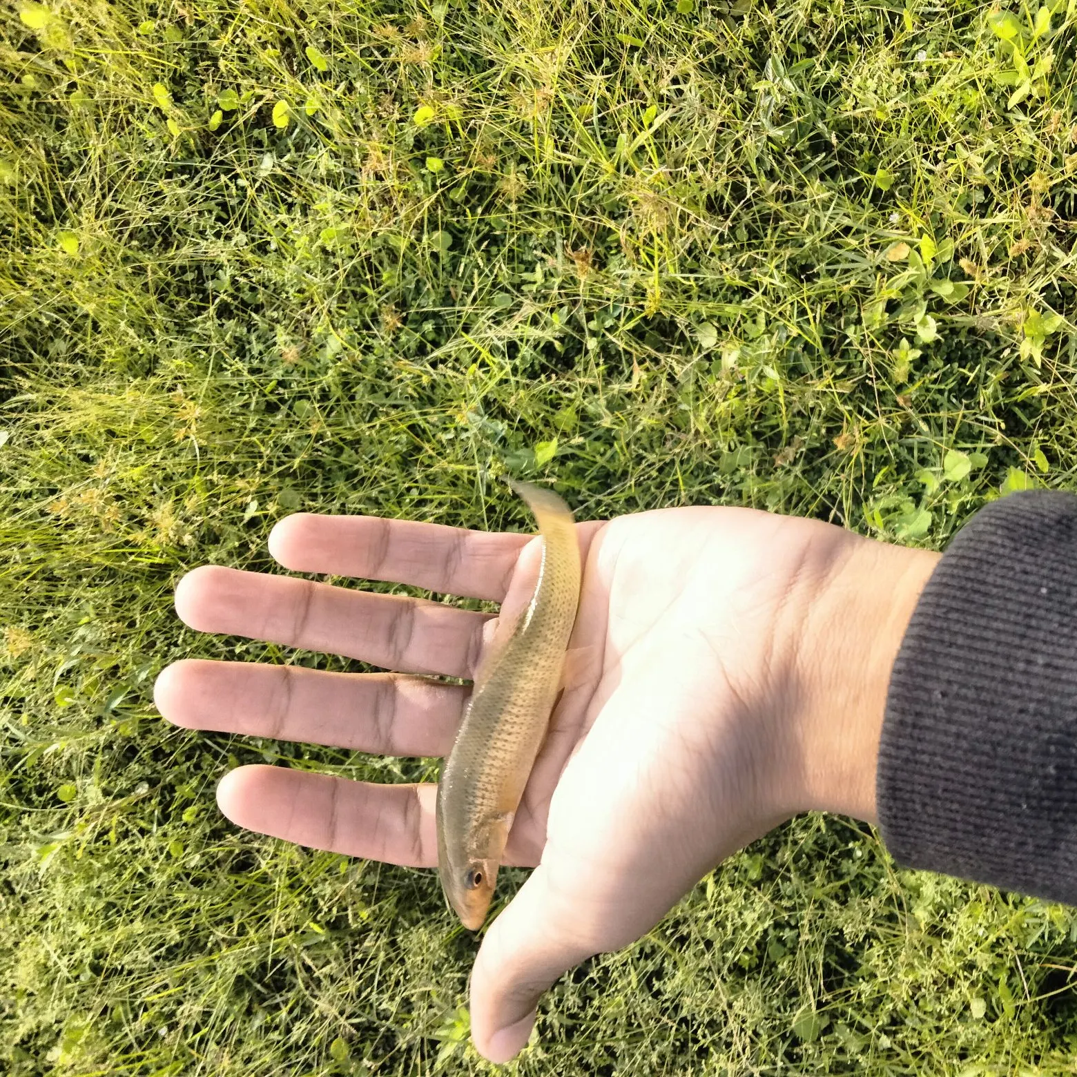 The most recent Seminole killifish catches on Fishbrain