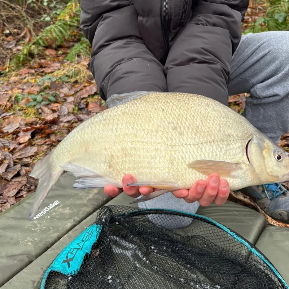 The most recent Common bream catches on Fishbrain